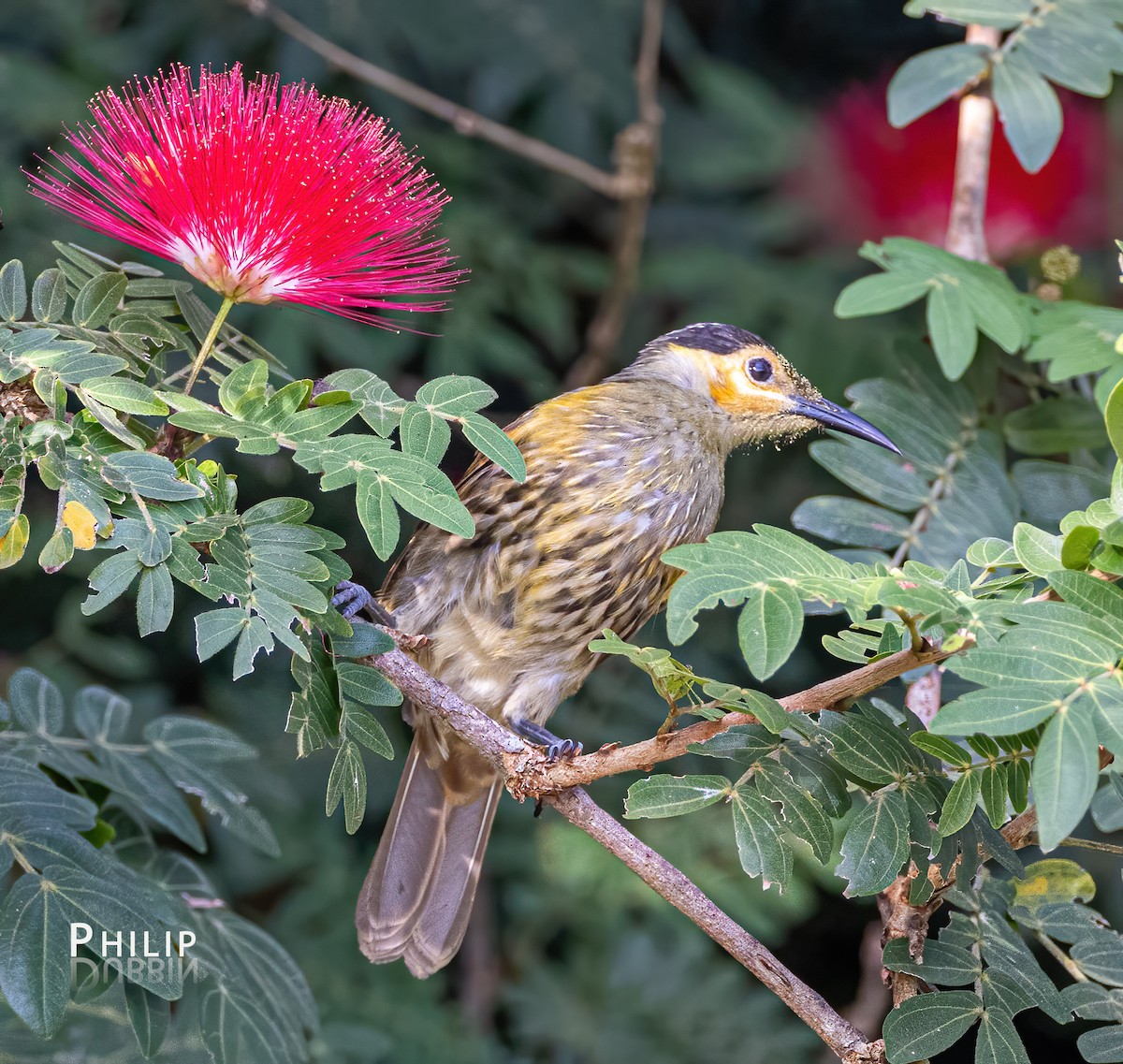 Macleay's Honeyeater - ML620289237