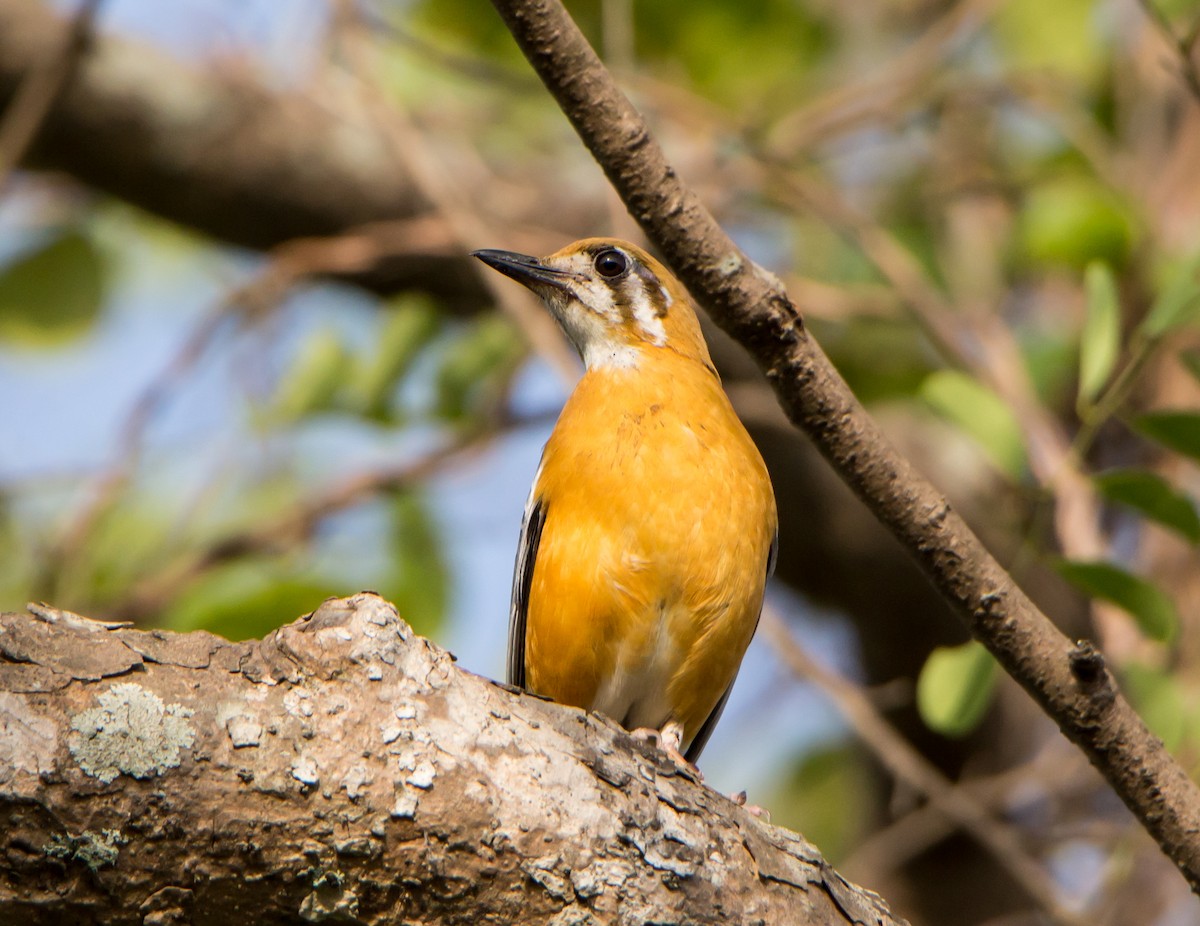 Orange-headed Thrush - ML620289239