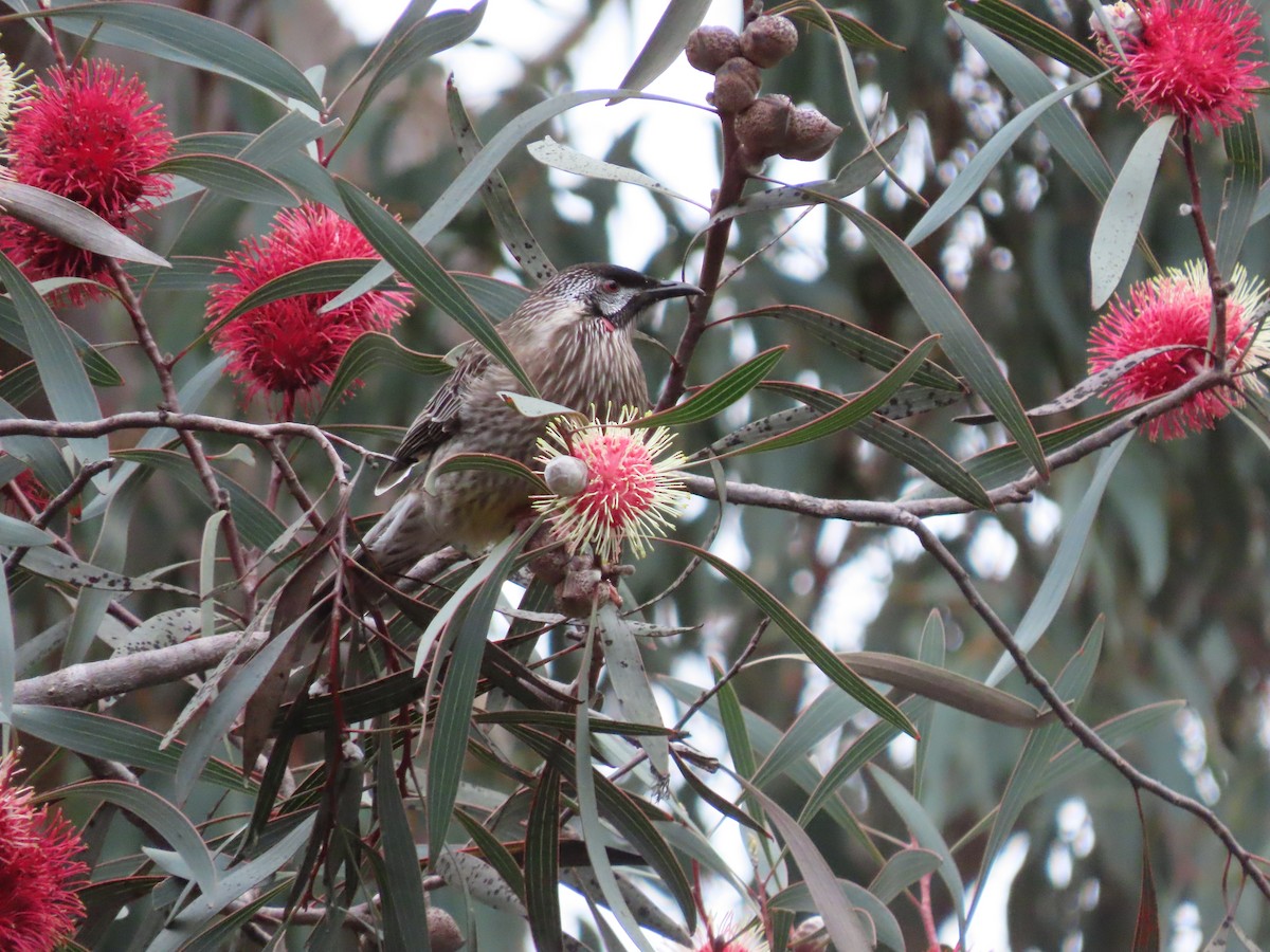 Red Wattlebird - ML620289241