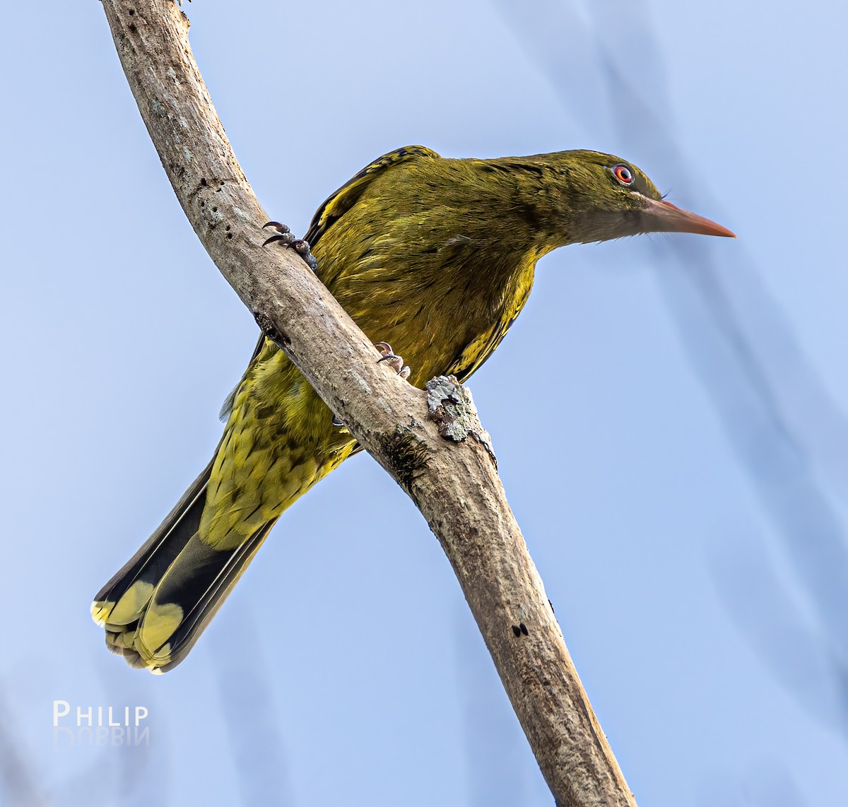 Green Oriole - ML620289243