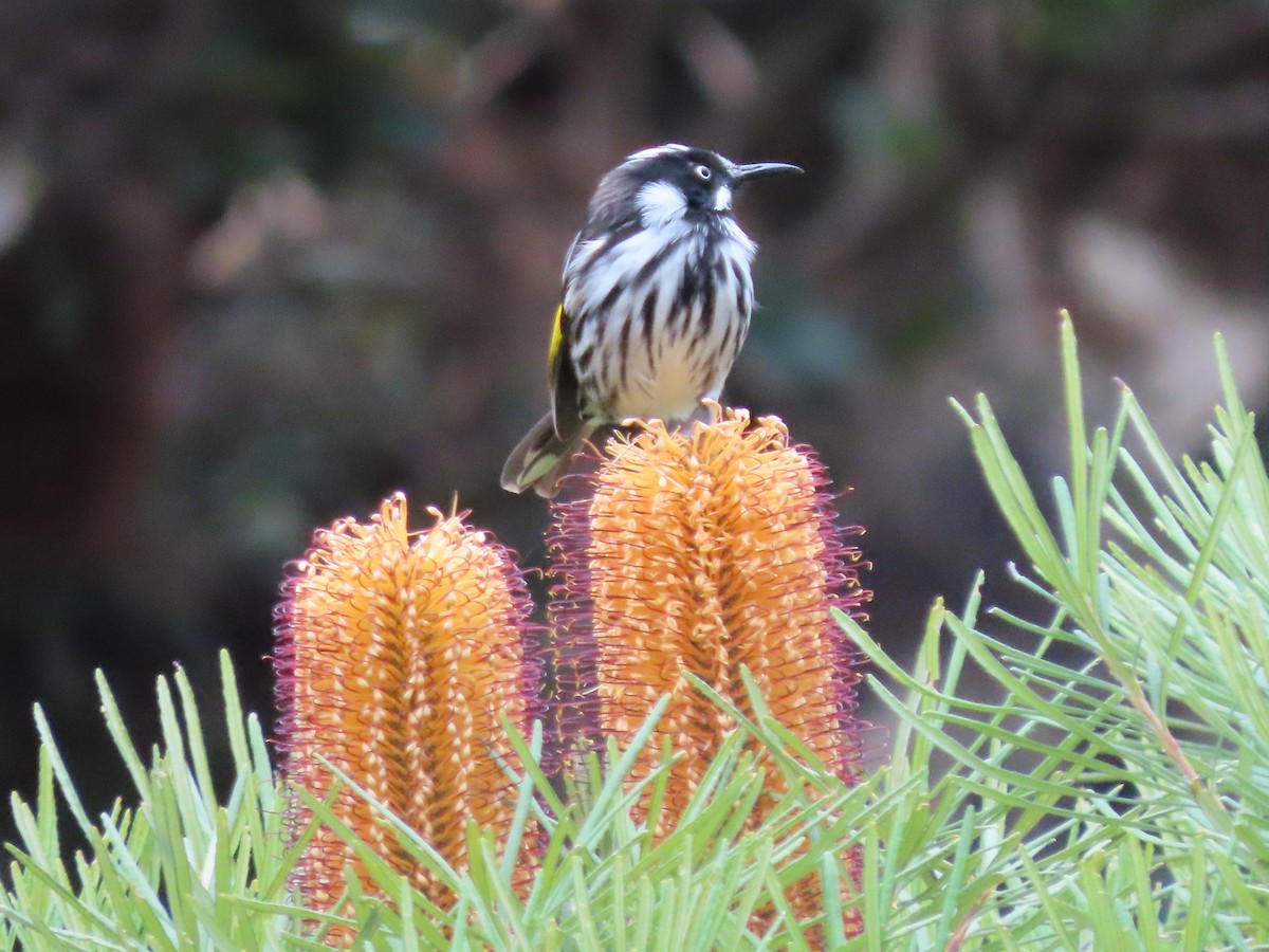 New Holland Honeyeater - ML620289247