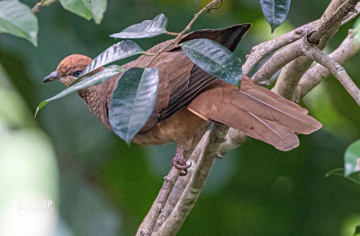 Brown Cuckoo-Dove - ML620289252