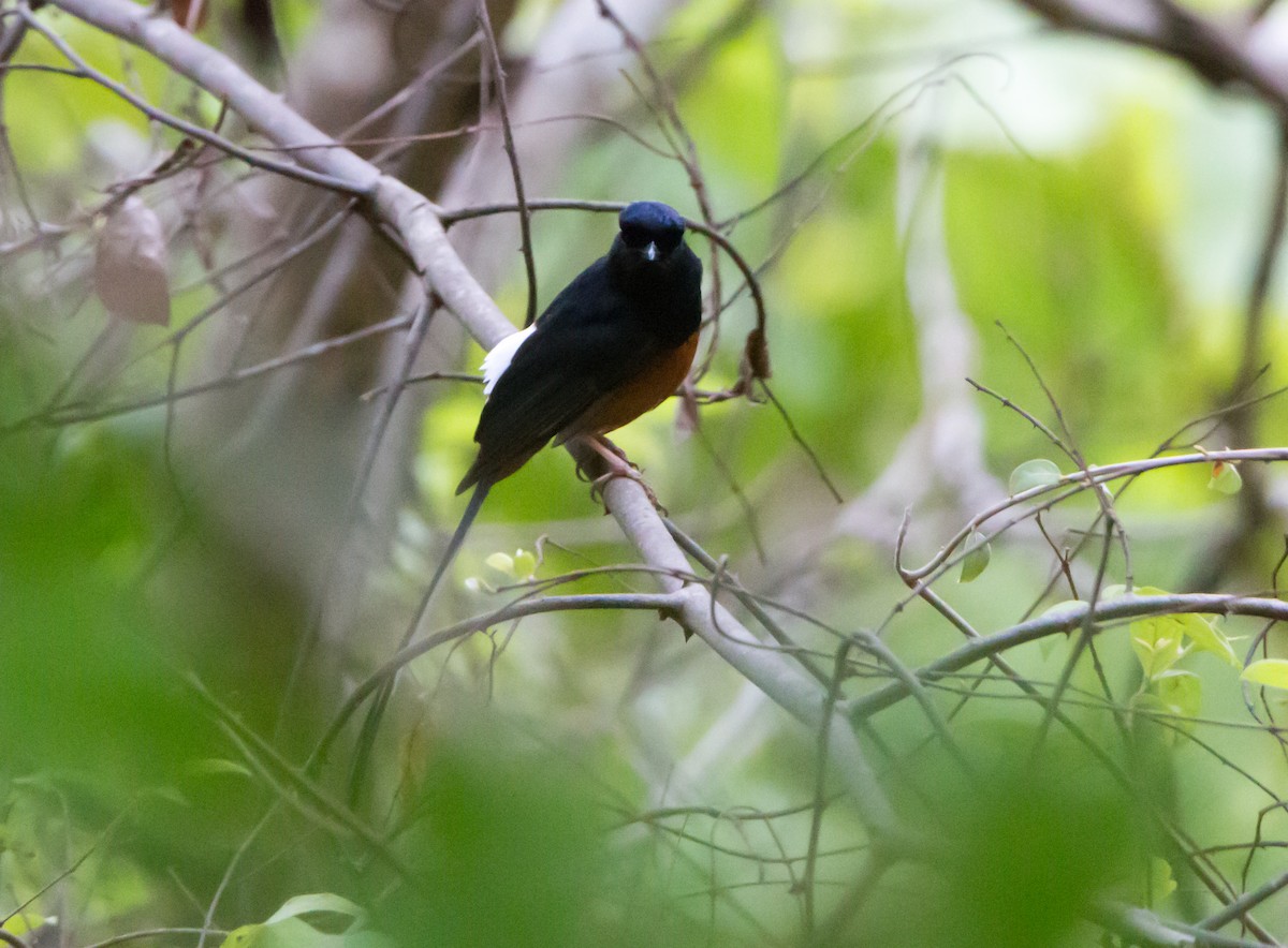 White-rumped Shama - ML620289255