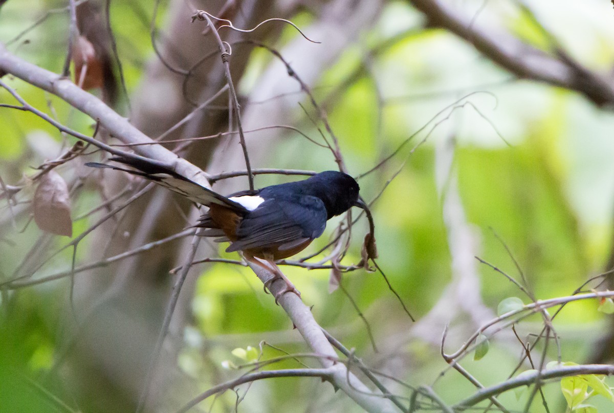 White-rumped Shama - ML620289256