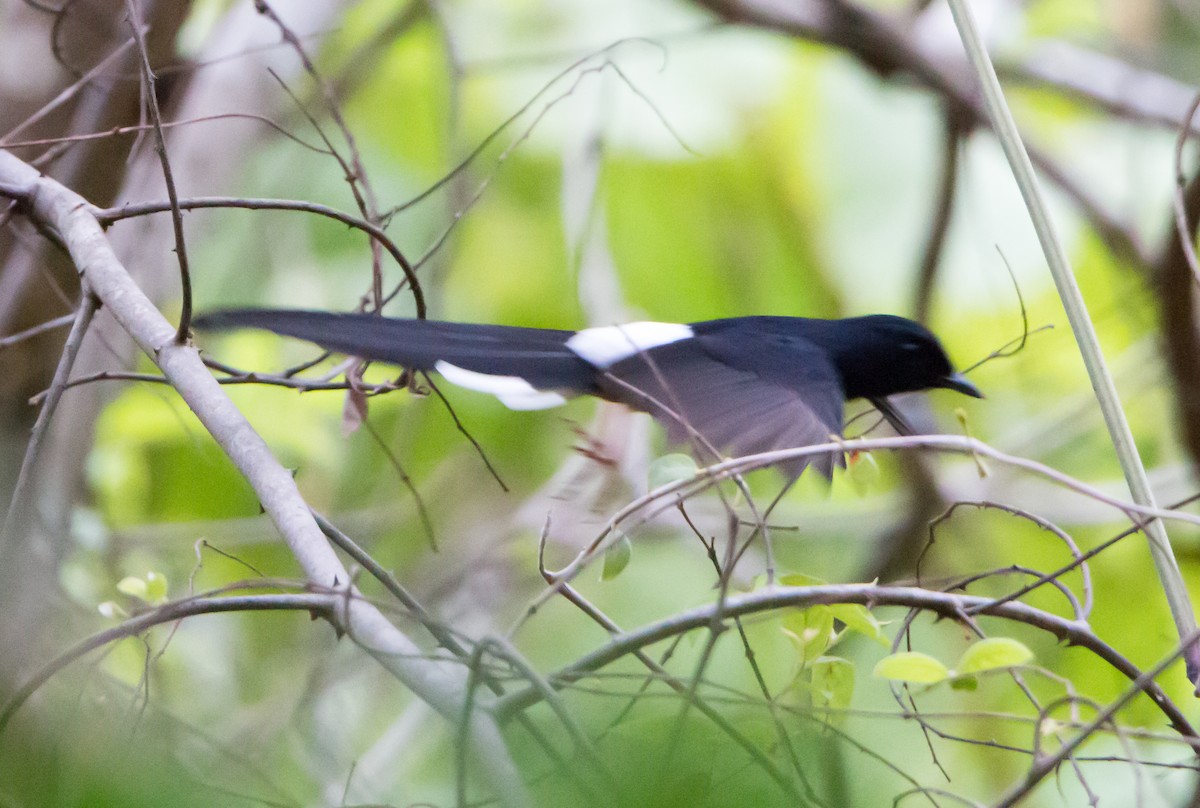 White-rumped Shama - ML620289257