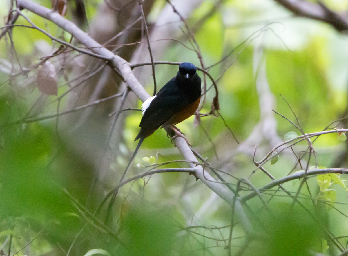 White-rumped Shama - ML620289258