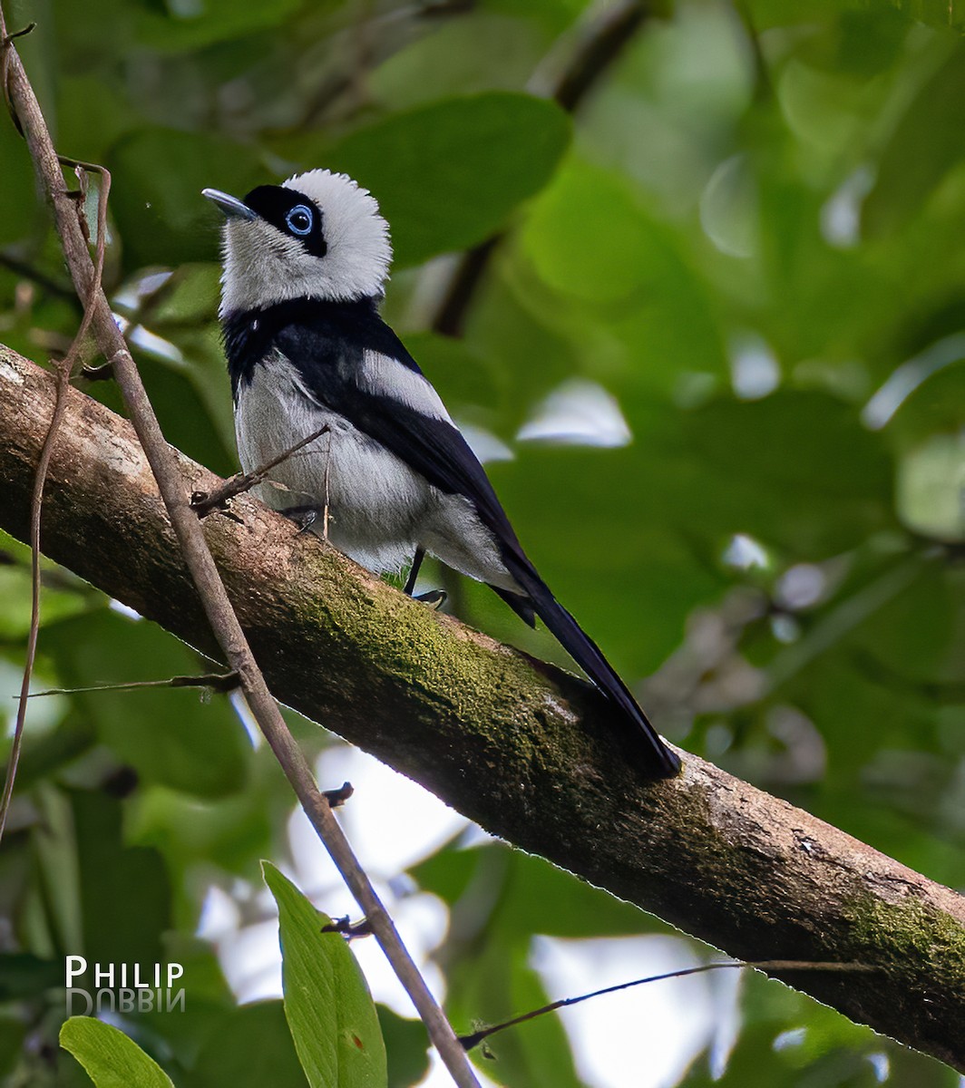 Pied Monarch - ML620289266