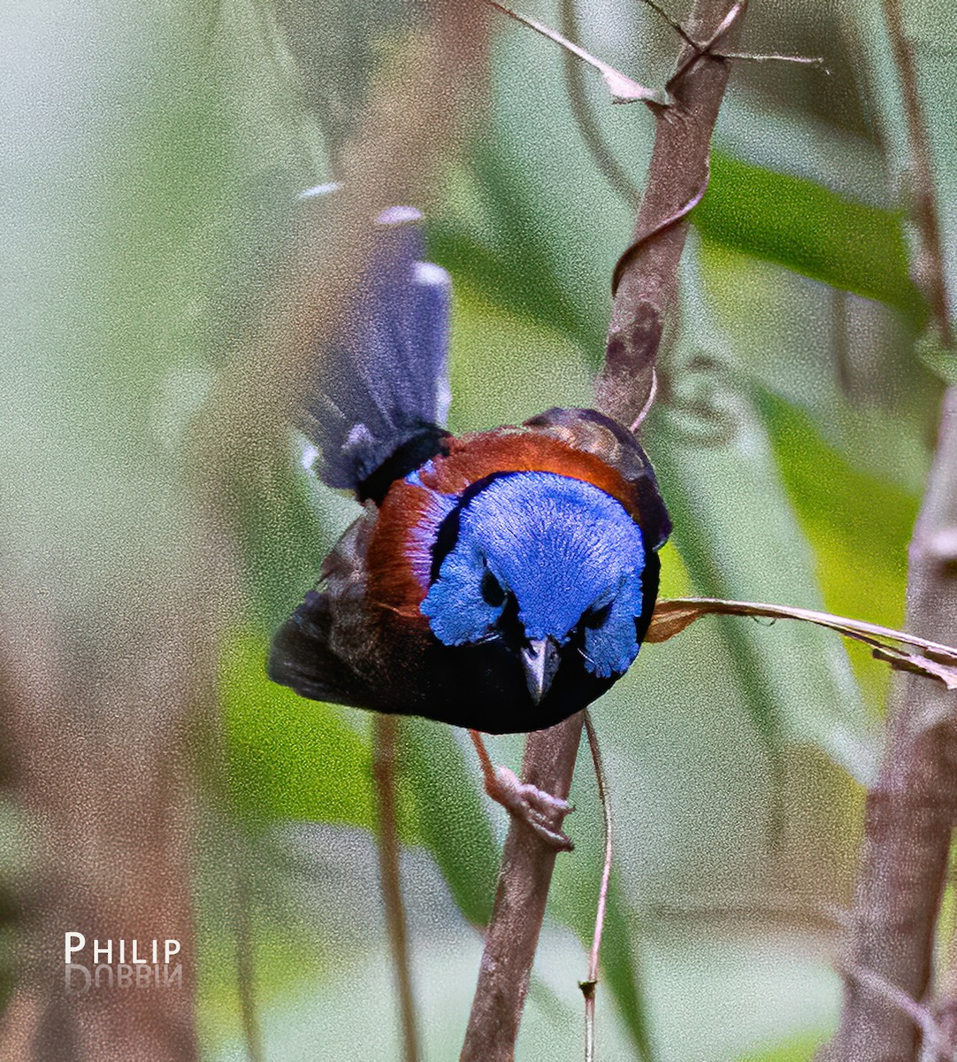 Lovely Fairywren - ML620289275