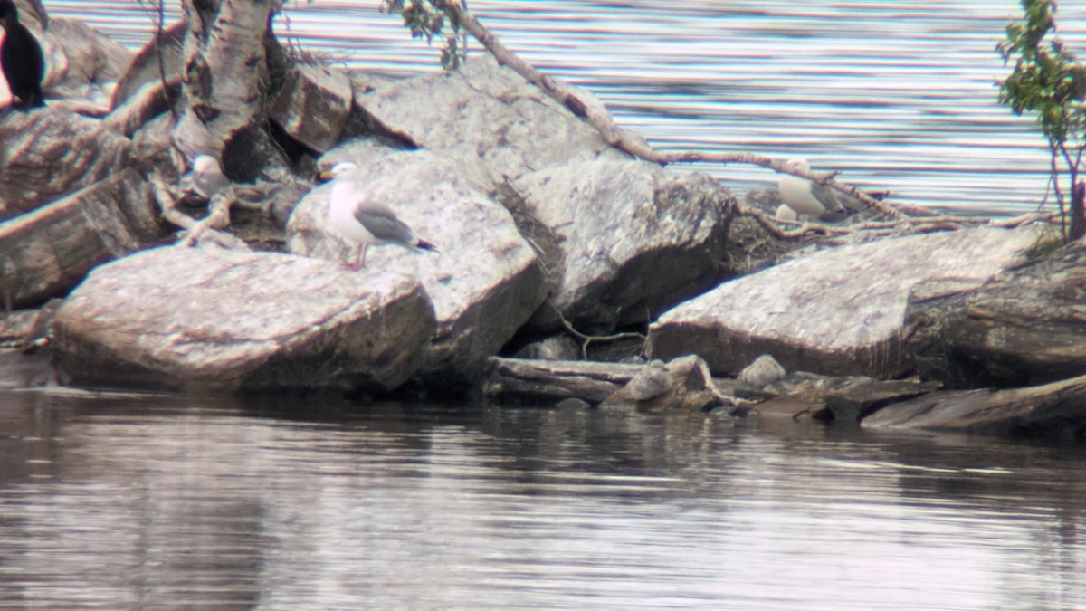 Gaviota Argéntea - ML620289278