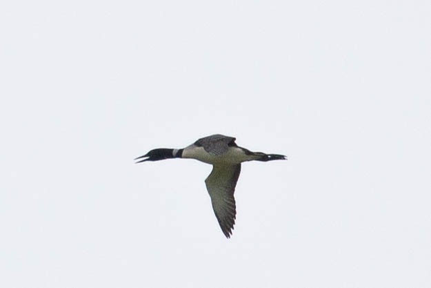 Common Loon - ML620289279