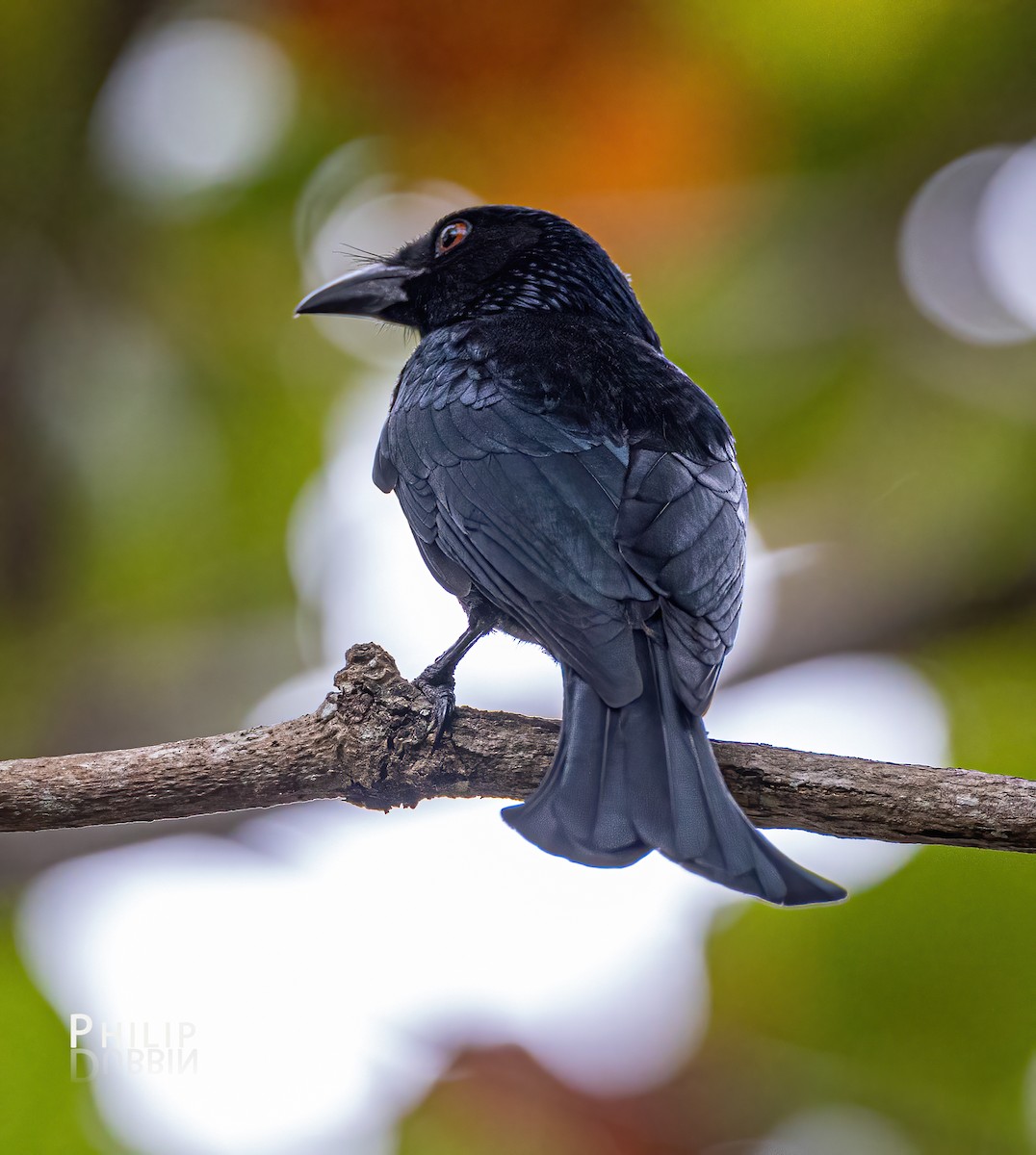 Spangled Drongo - ML620289280