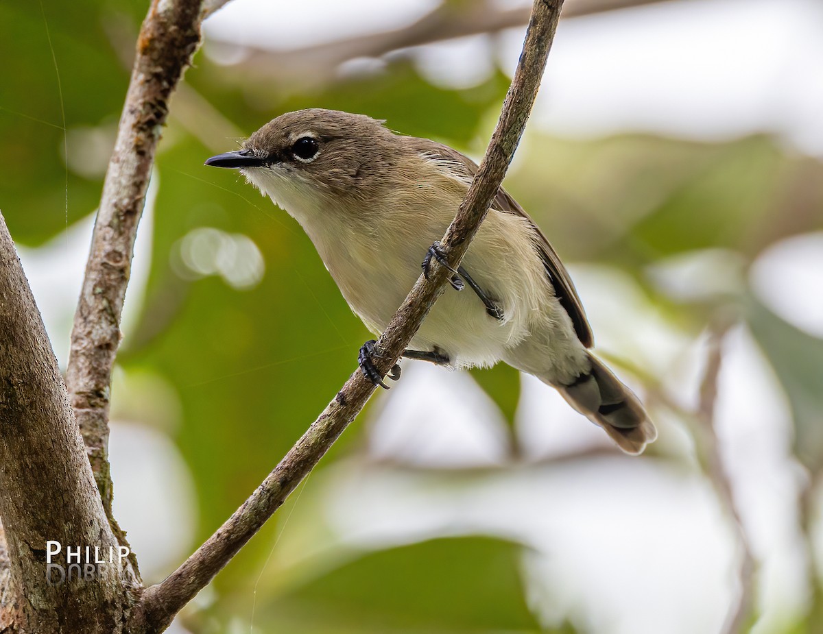 Large-billed Gerygone - ML620289284