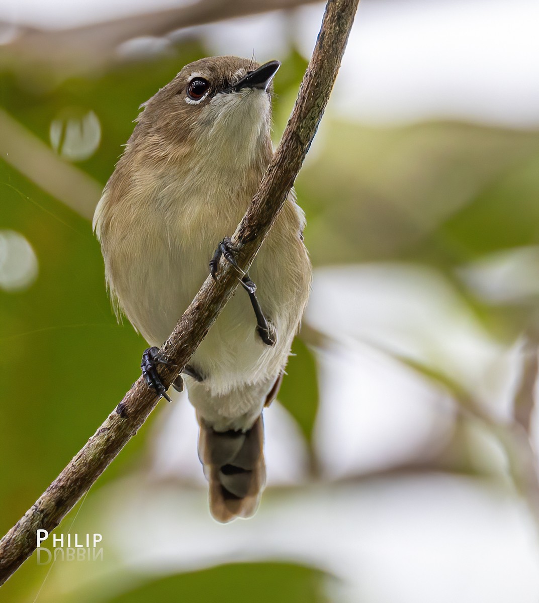 Large-billed Gerygone - Philip Dubbin