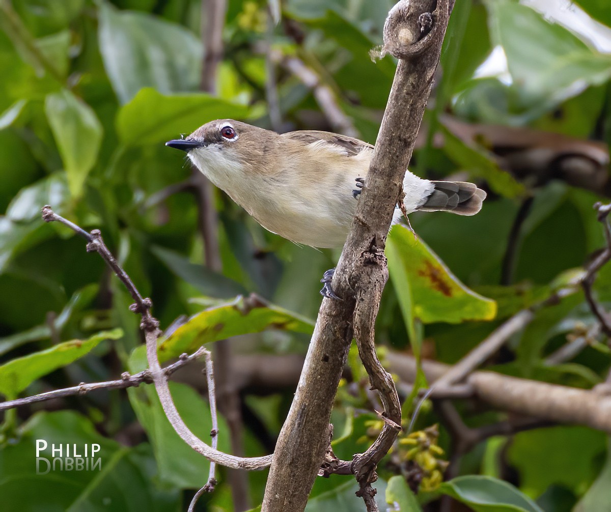 Large-billed Gerygone - ML620289288