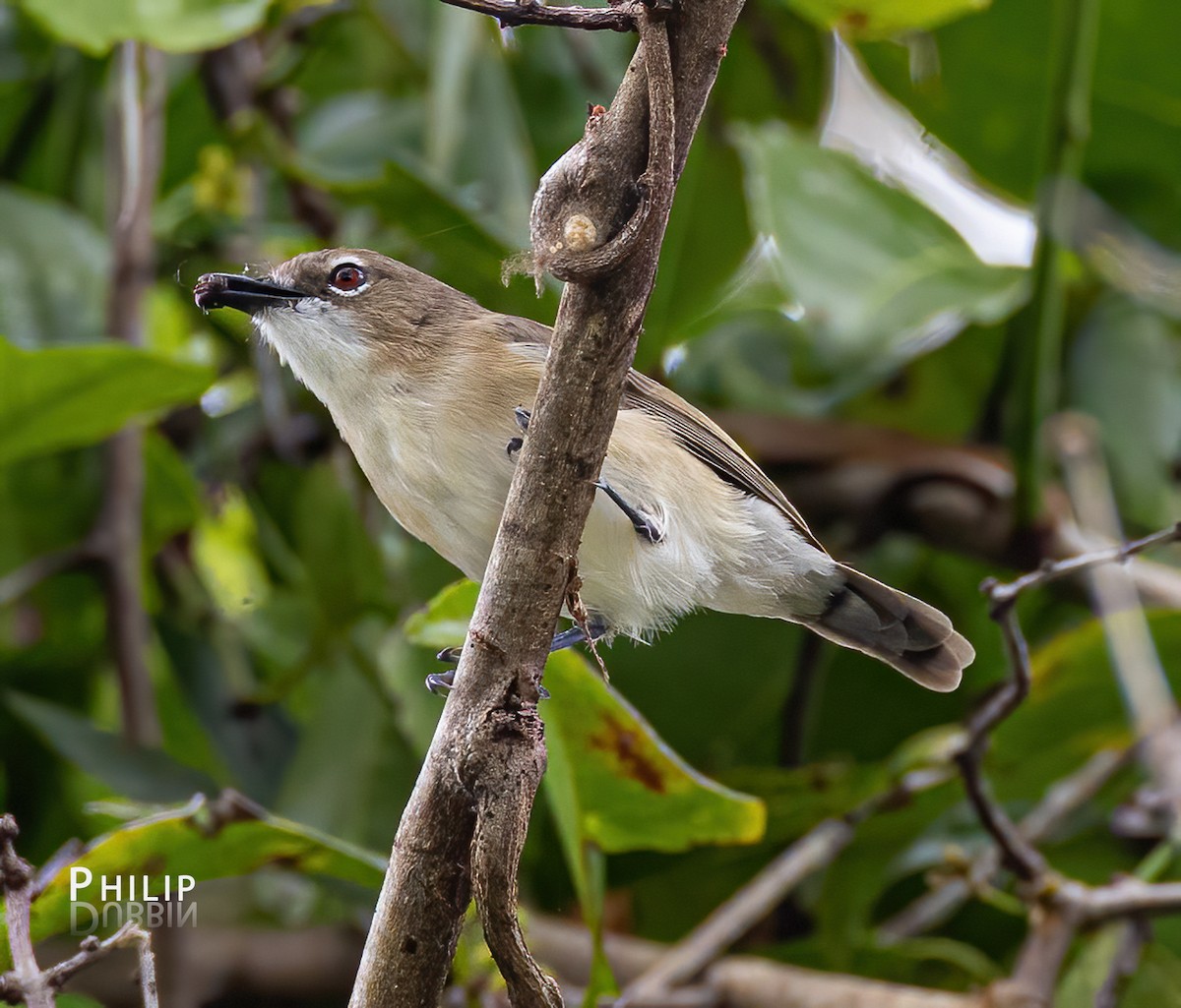 Large-billed Gerygone - ML620289289