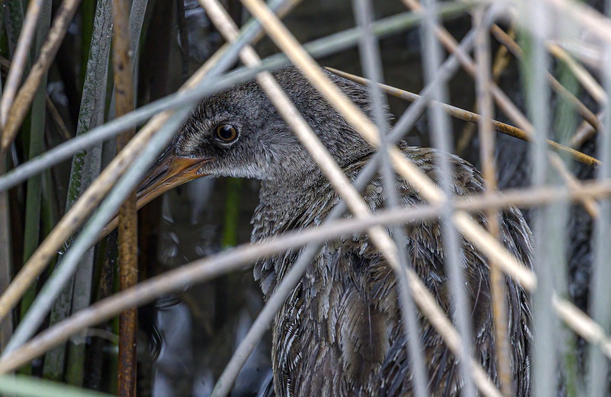 Clapper Rail - ML620289290