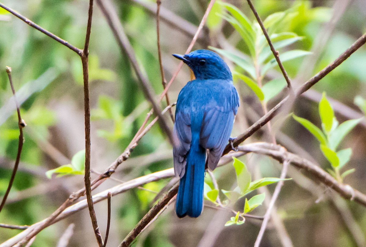 Tickell's Blue Flycatcher - ML620289292