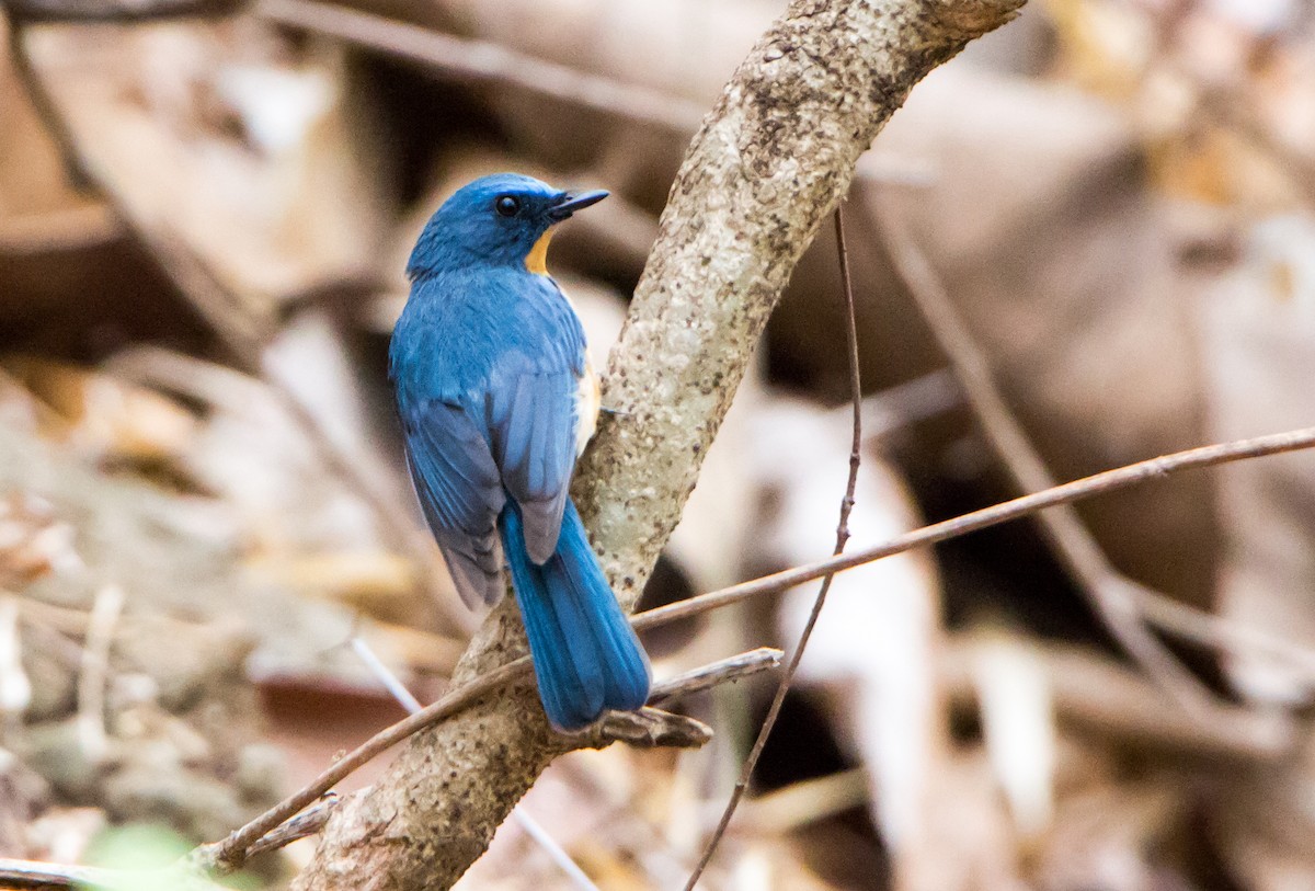 Tickell's Blue Flycatcher - ML620289293