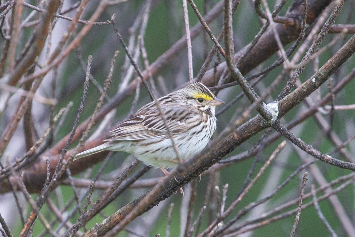 Savannah Sparrow - ML620289307