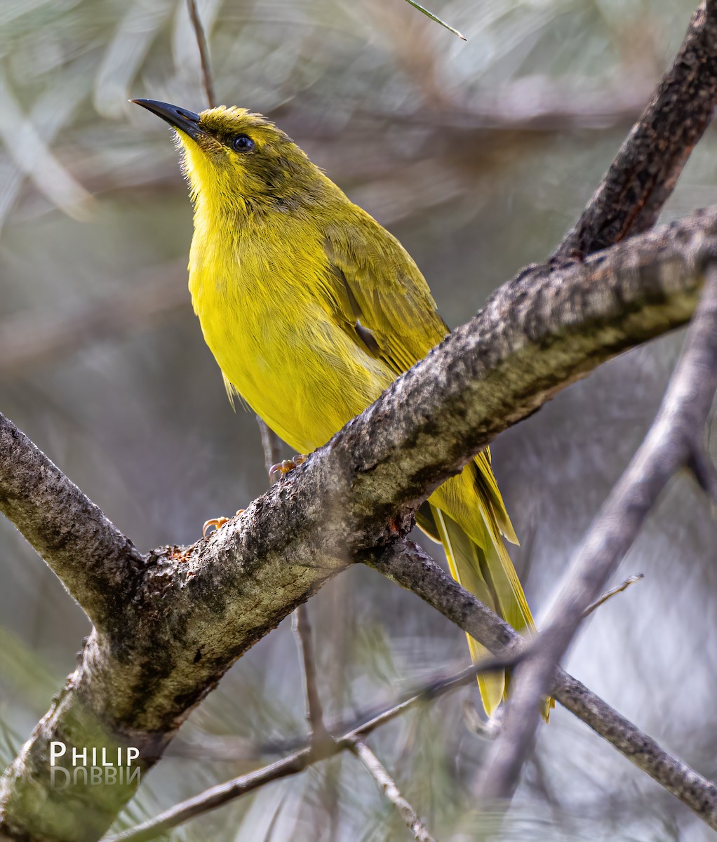 Yellow Honeyeater - ML620289309