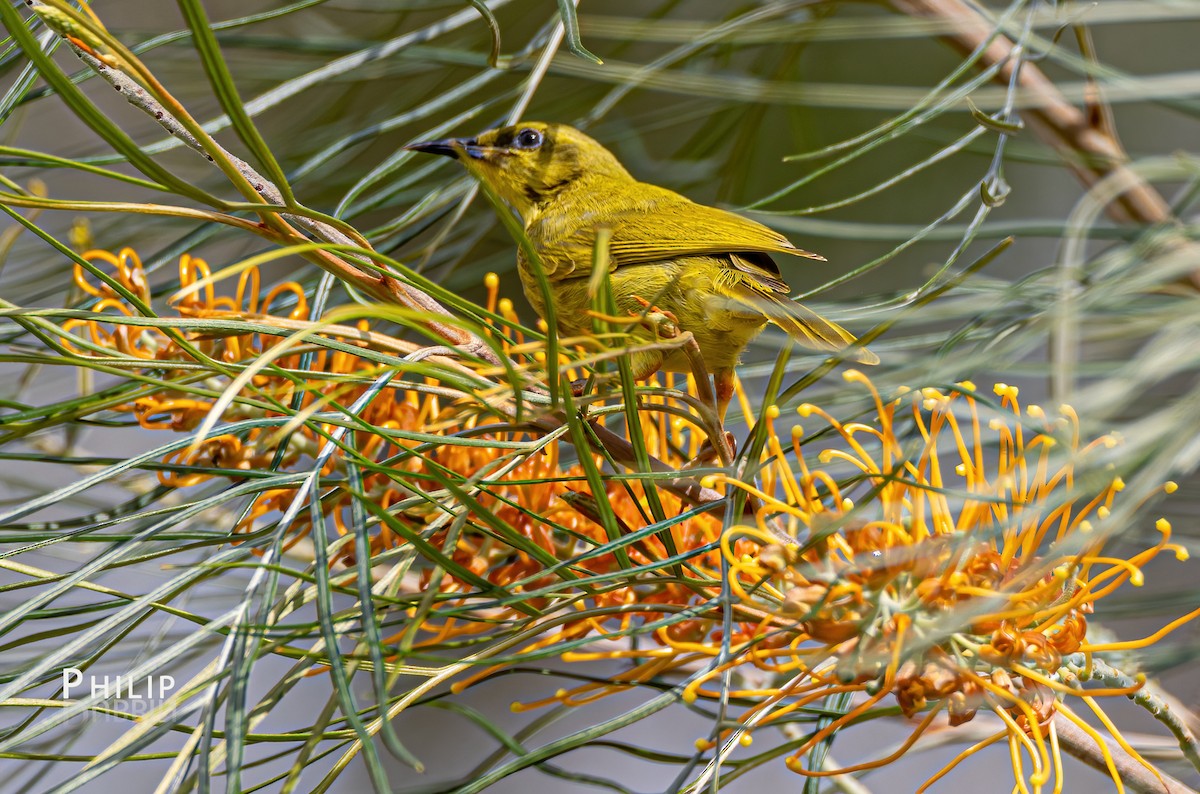 Yellow Honeyeater - ML620289311