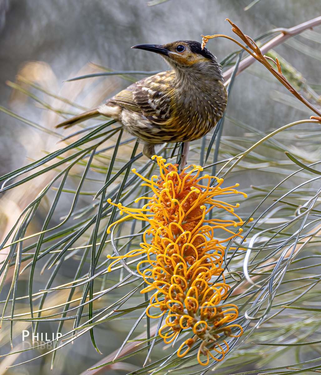 Macleay's Honeyeater - ML620289315