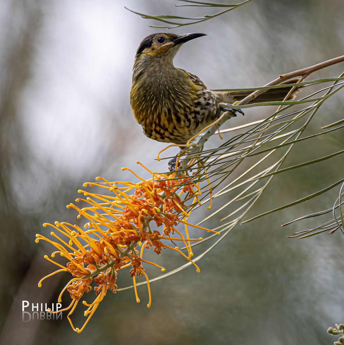 Macleay's Honeyeater - ML620289316