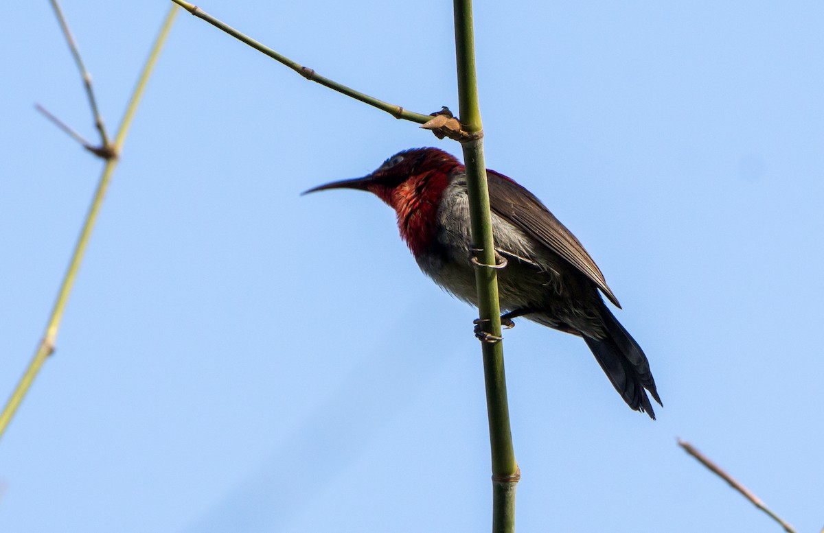 Vigors's Sunbird - ML620289319