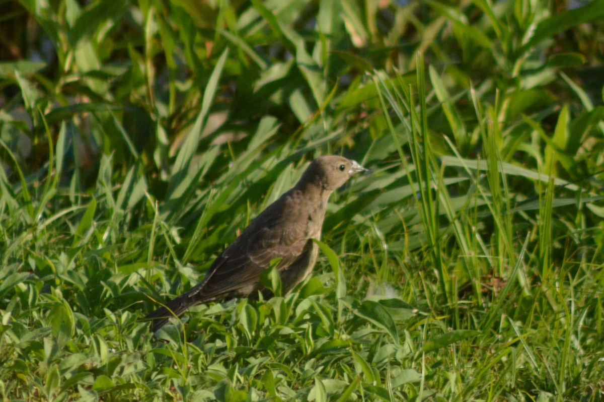 Brown-headed Cowbird - ML620289320