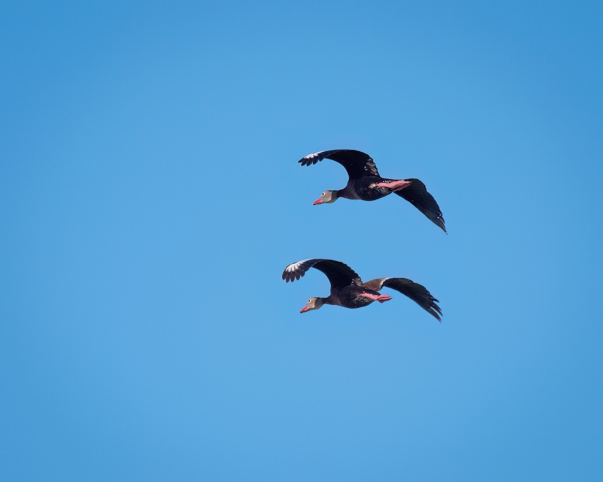 Black-bellied Whistling-Duck - ML620289321