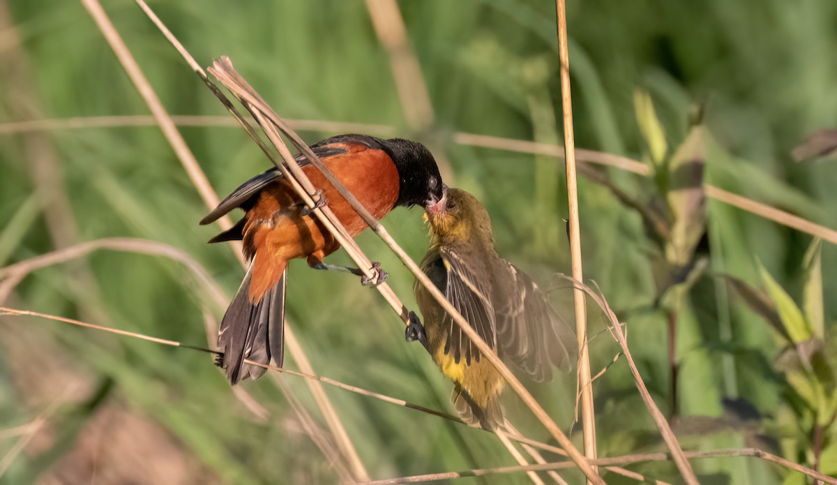 Orchard Oriole - ML620289323