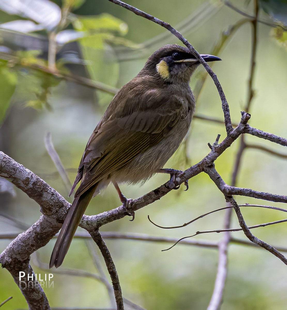 Lewin's Honeyeater - ML620289324