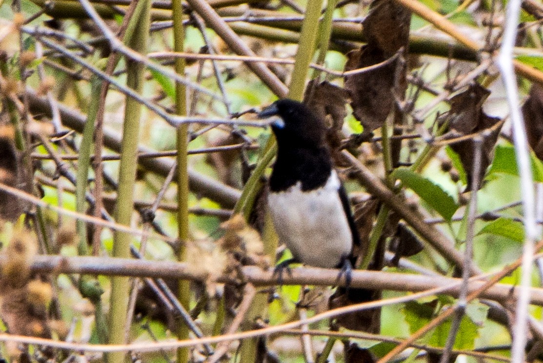 White-rumped Munia - ML620289329