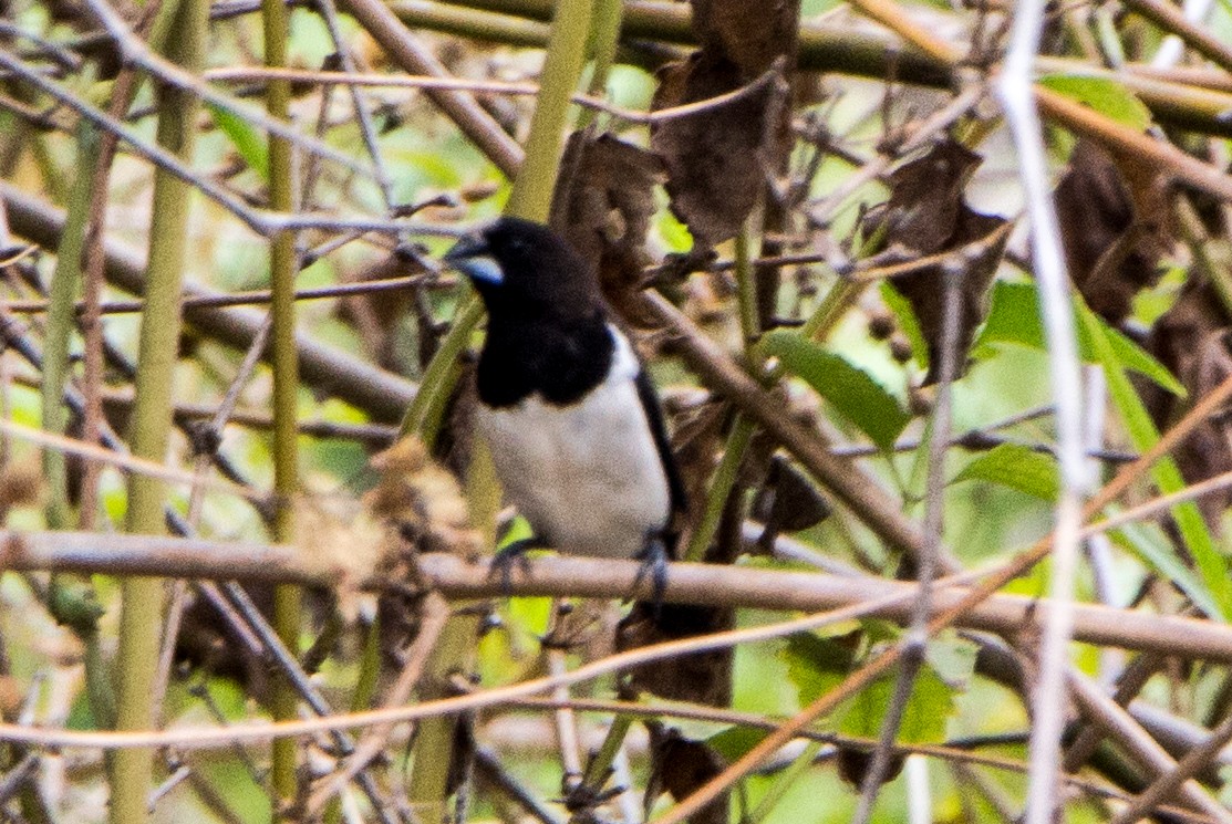 White-rumped Munia - ML620289330