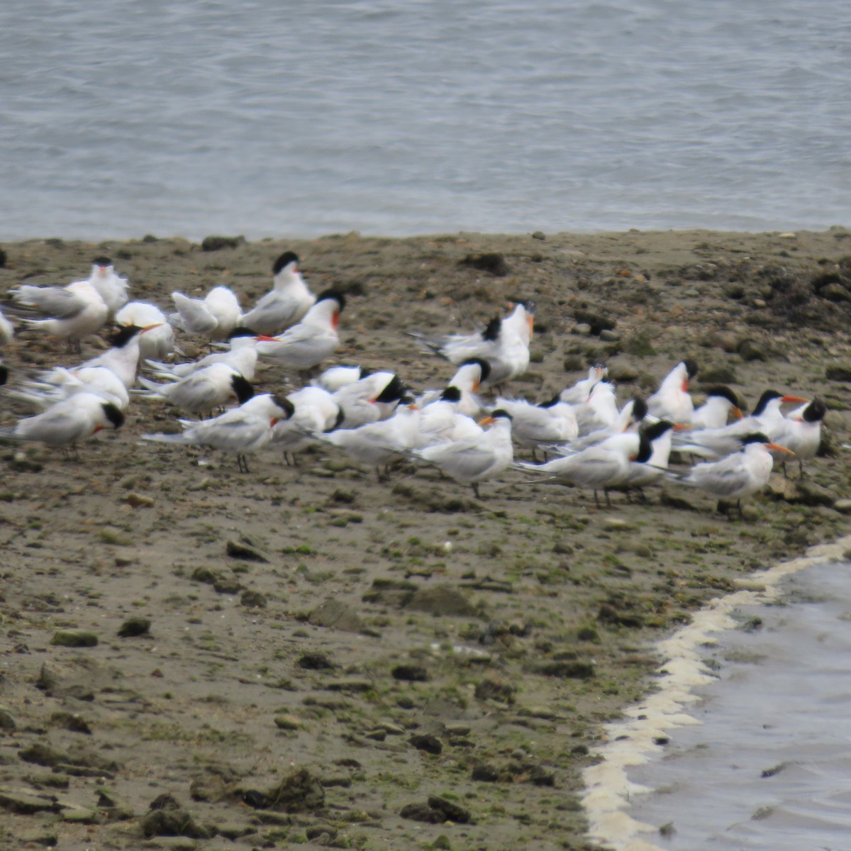 Elegant Tern - ML620289331