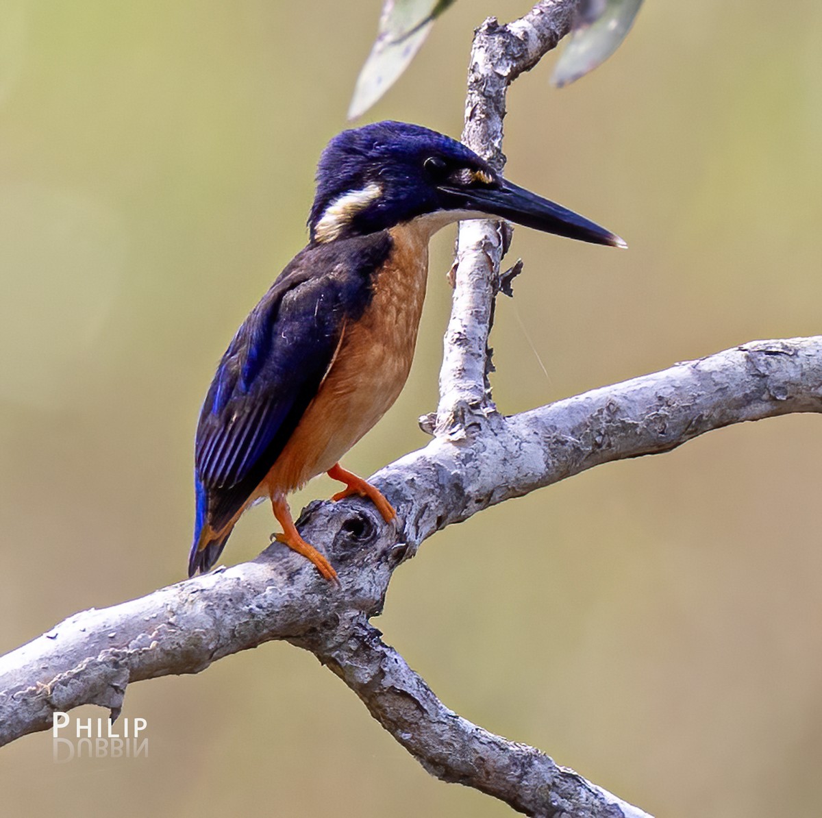 Azure Kingfisher - Philip Dubbin