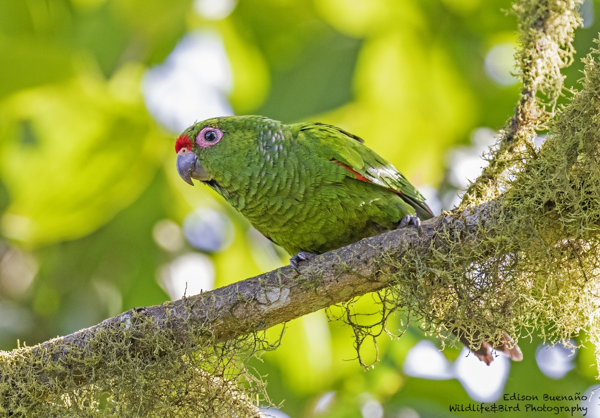 El Oro Parakeet - ML620289344