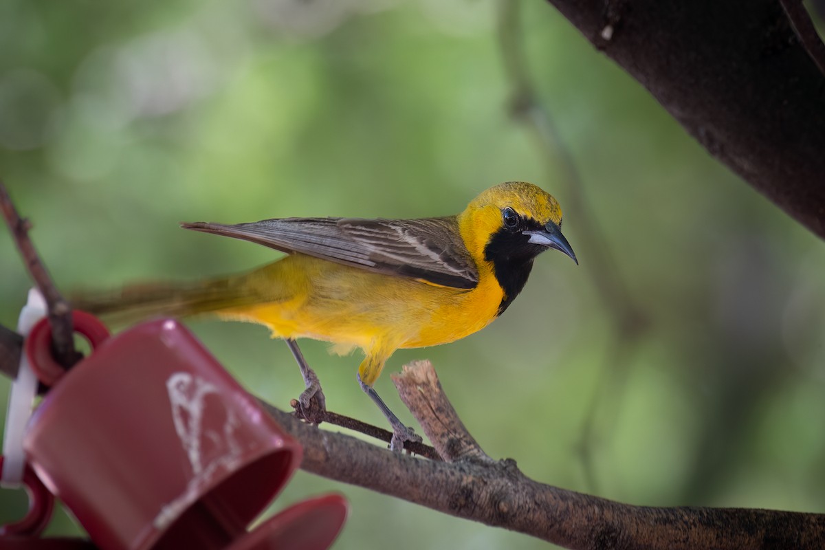 Hooded Oriole - ML620289367