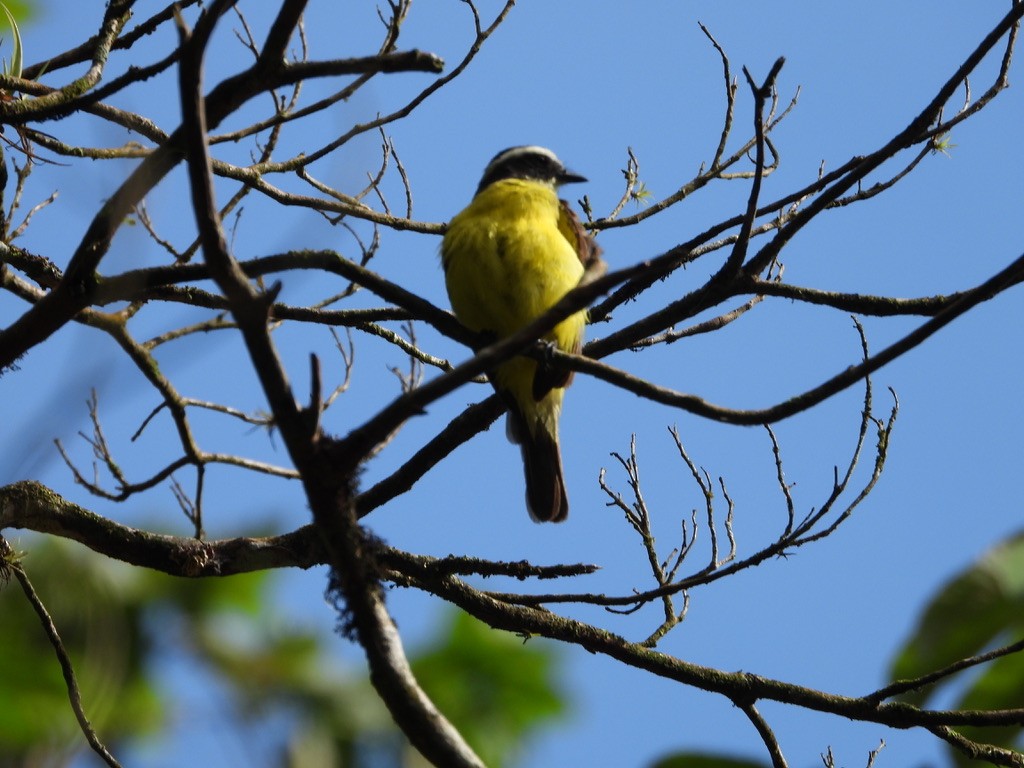 Rusty-margined Flycatcher - ML620289371