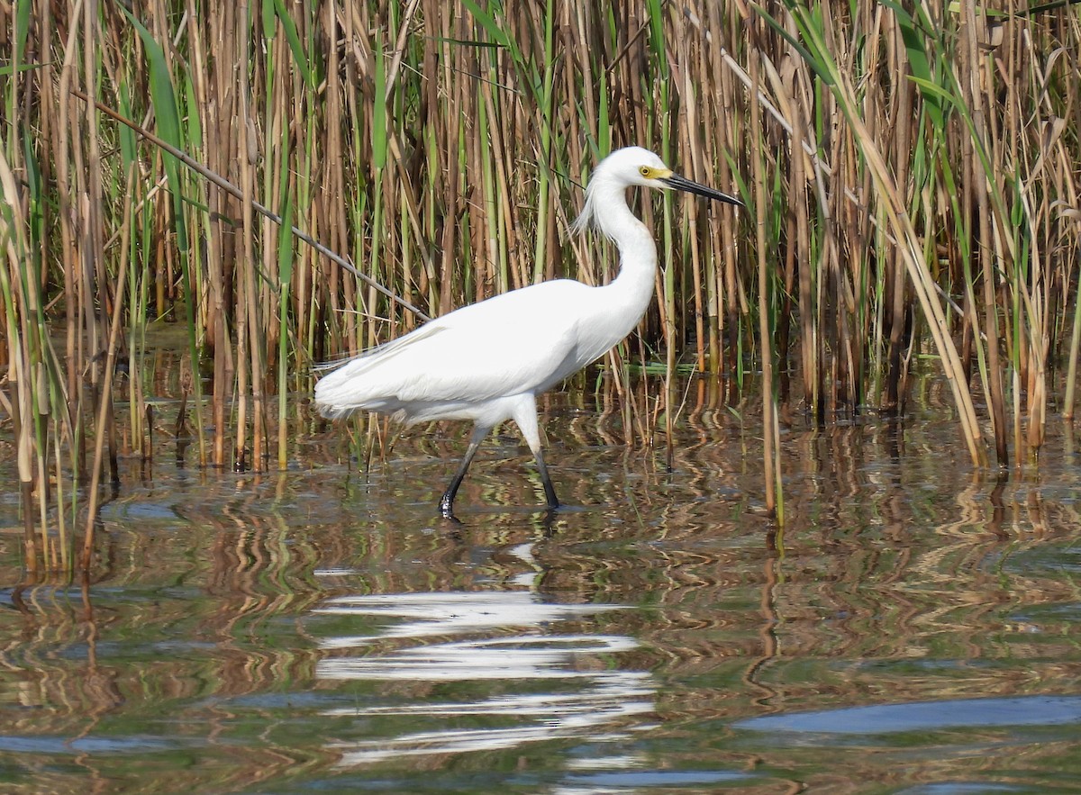 Snowy Egret - ML620289372