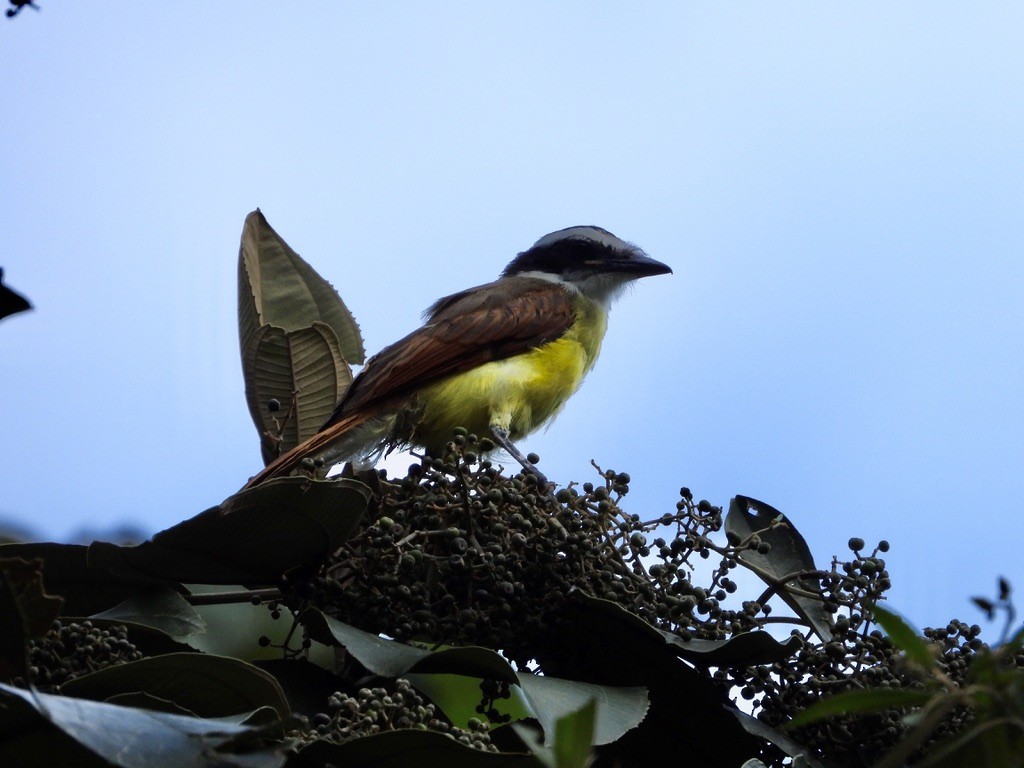 Great Kiskadee - ML620289376