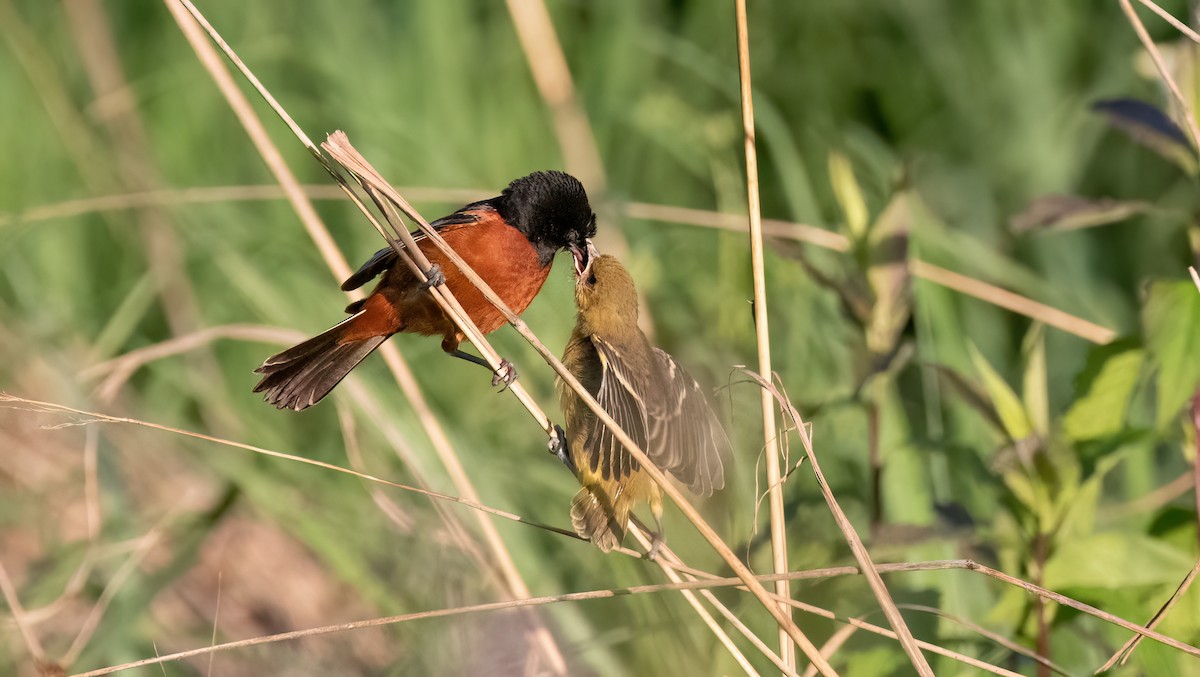 Oriole des vergers - ML620289391