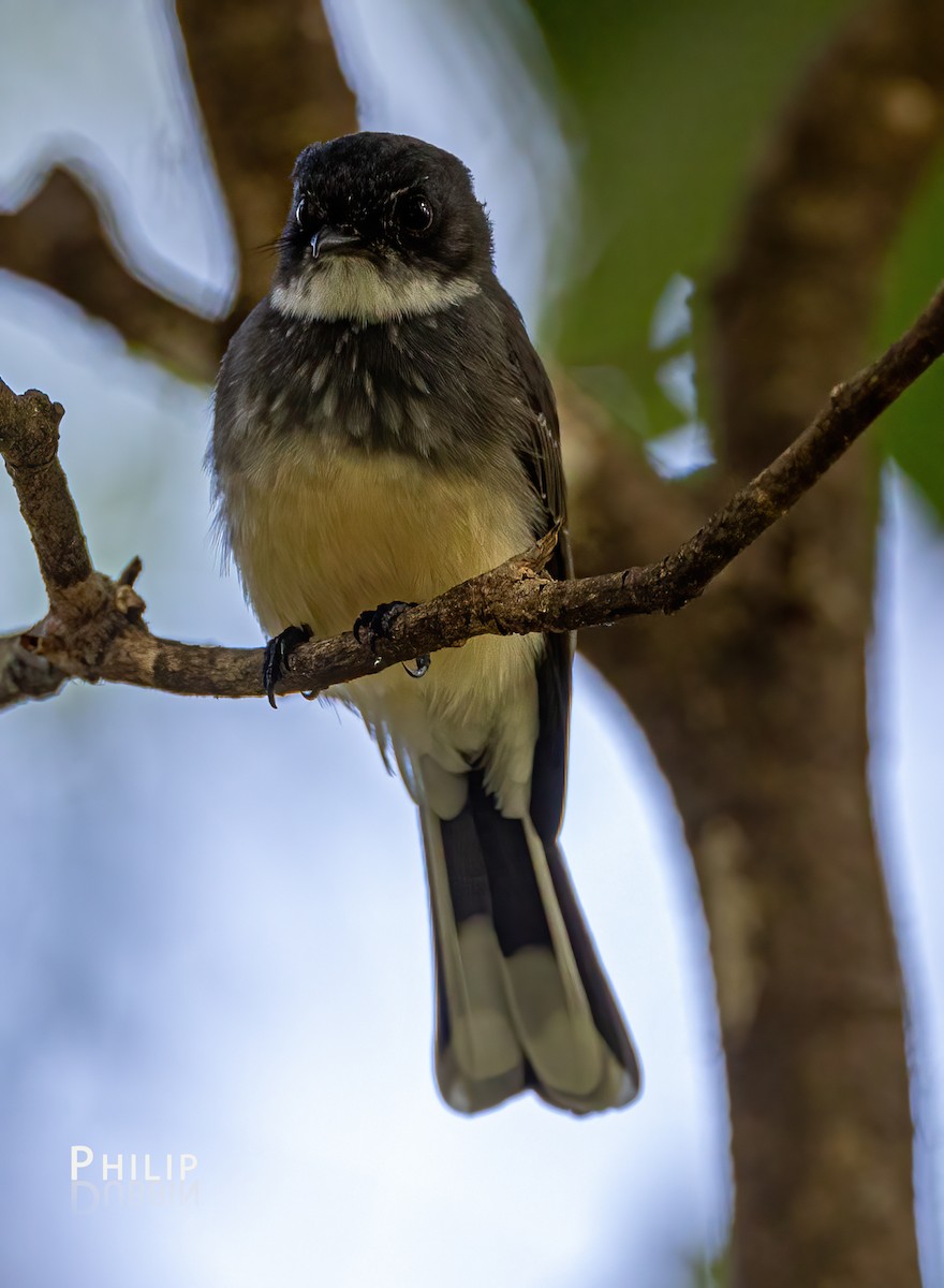 Northern Fantail - Philip Dubbin