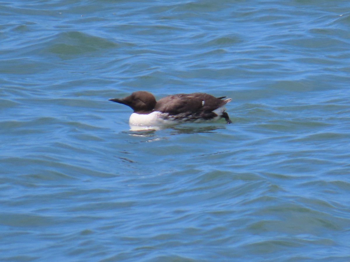 Common Murre - ML620289399