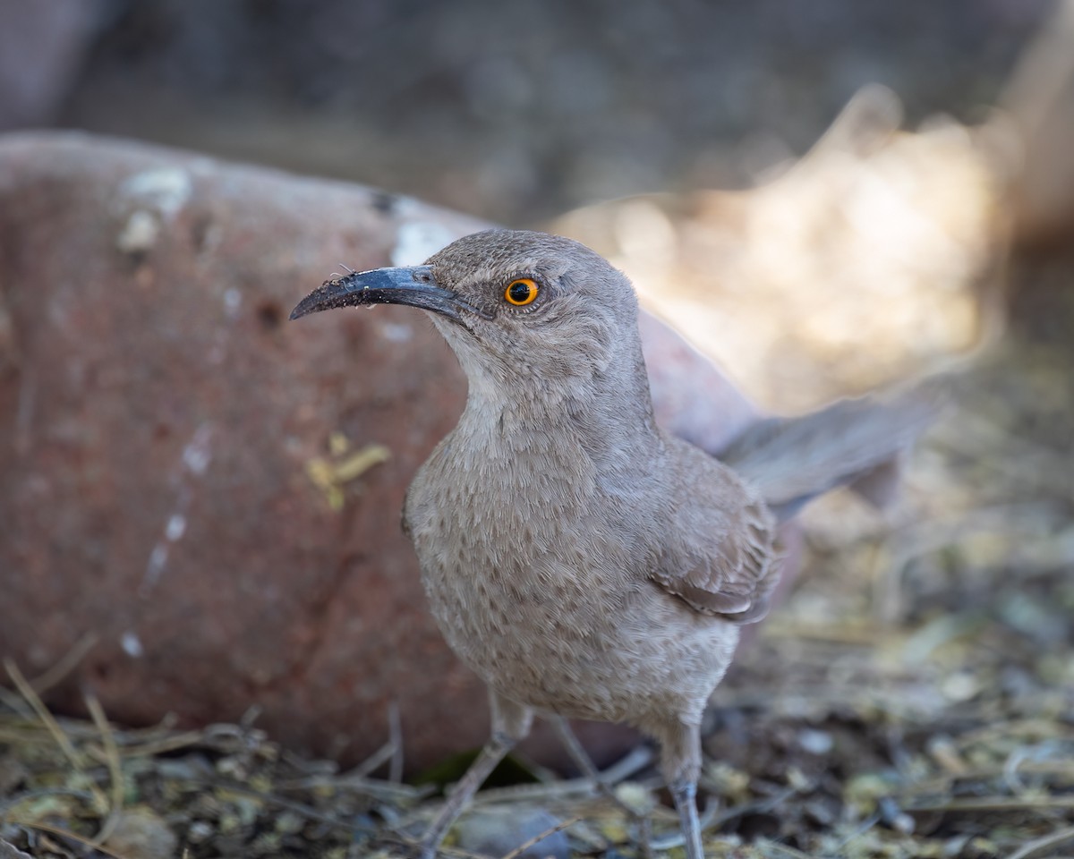 Curve-billed Thrasher - ML620289401