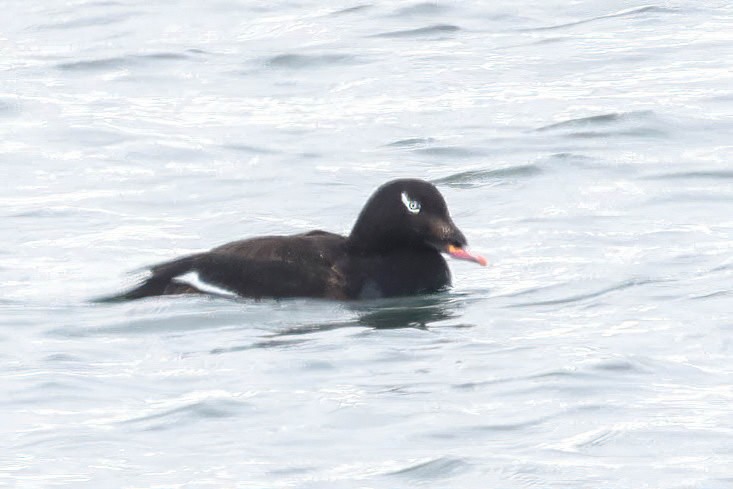 White-winged Scoter - ML620289402