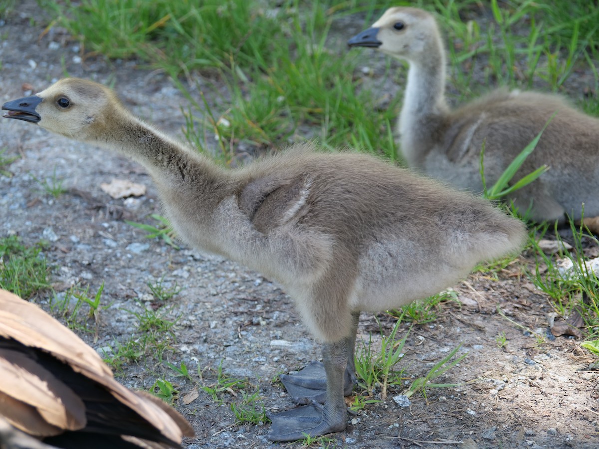 Canada Goose - Jan Bryant