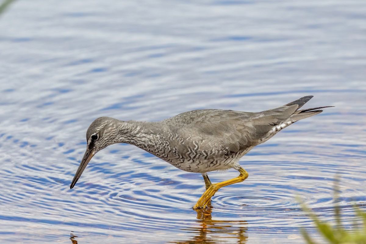 Wandering Tattler - ML620289405