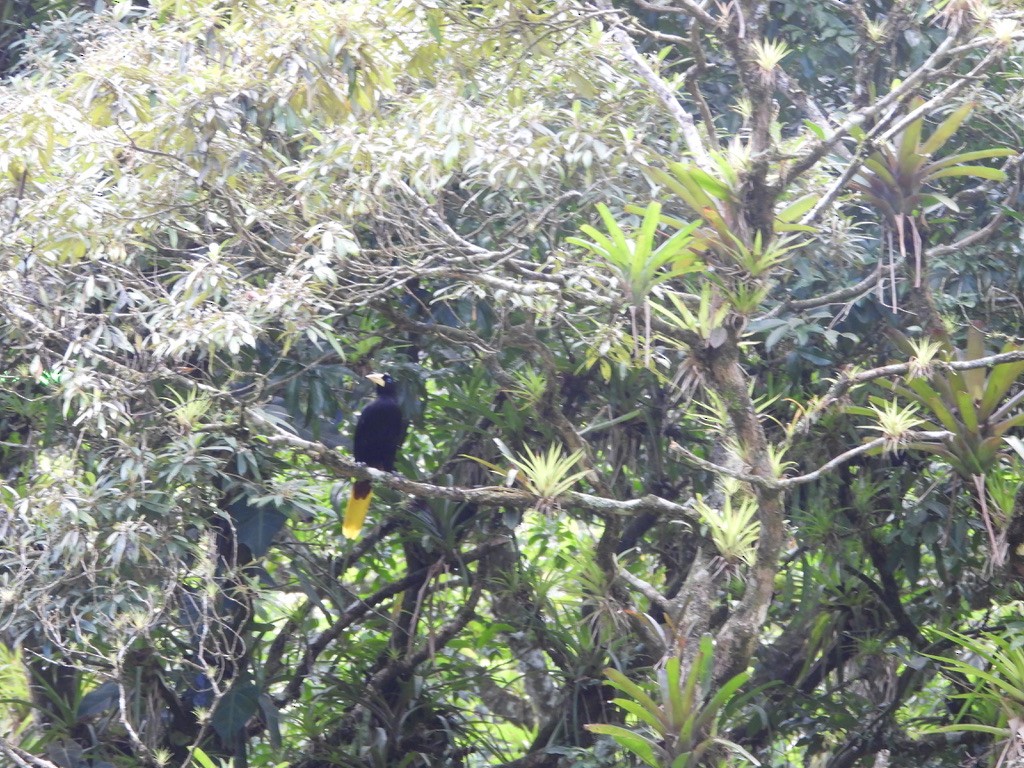 Crested Oropendola - ML620289406