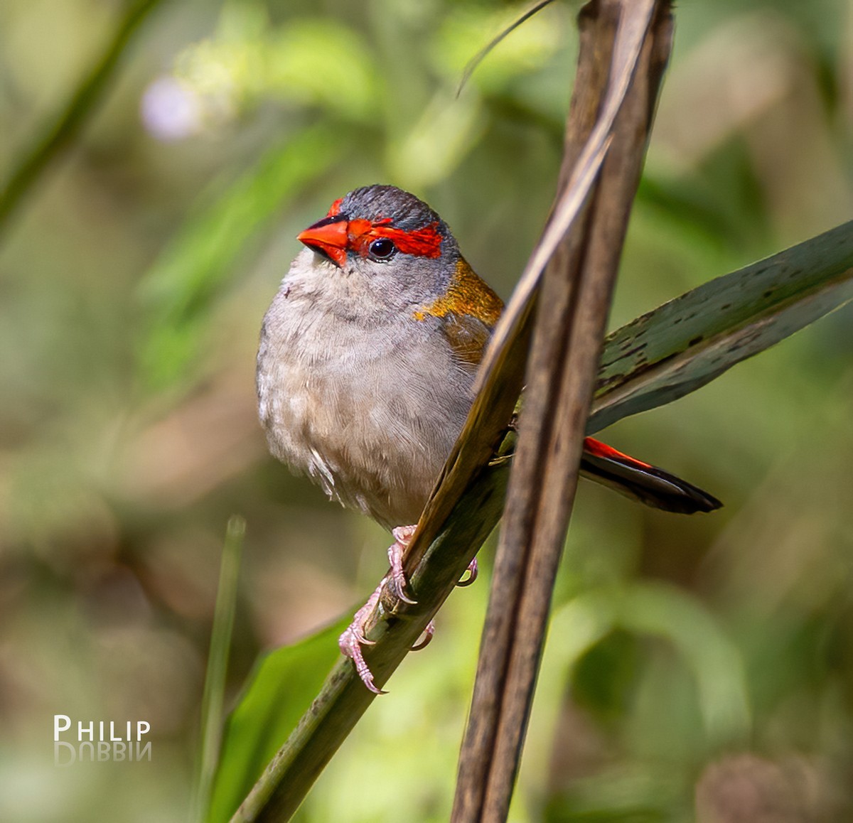 Red-browed Firetail - Philip Dubbin